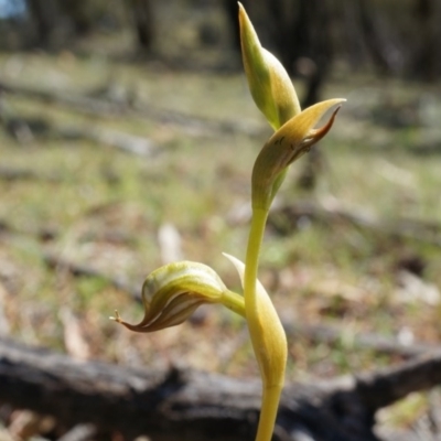 Oligochaetochilus hamatus (Southern Hooked Rustyhood) at P11 - 18 Oct 2014 by AaronClausen