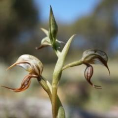 Oligochaetochilus hamatus (Southern Hooked Rustyhood) at P11 - 18 Oct 2014 by AaronClausen