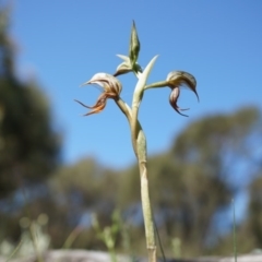 Oligochaetochilus hamatus at Canberra Central, ACT - 18 Oct 2014