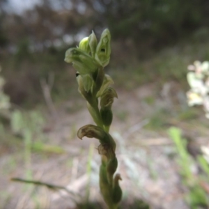 Hymenochilus cycnocephalus at Conder, ACT - suppressed