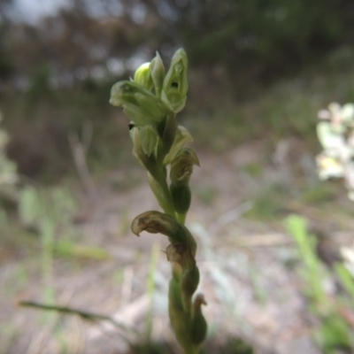 Hymenochilus cycnocephalus (Swan greenhood) - 1 Jan 1900 by MichaelBedingfield