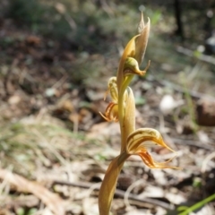 Oligochaetochilus hamatus (Southern Hooked Rustyhood) at Hackett, ACT - 18 Oct 2014 by AaronClausen