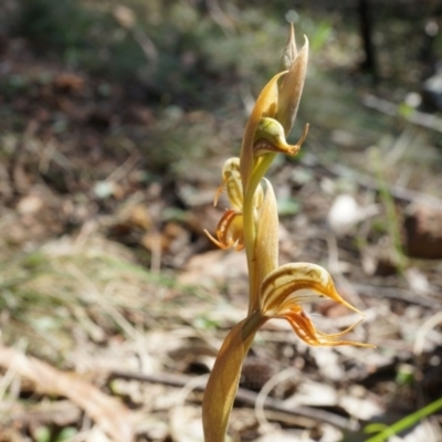 Oligochaetochilus hamatus (Southern Hooked Rustyhood) at Hackett, ACT - 18 Oct 2014 by AaronClausen