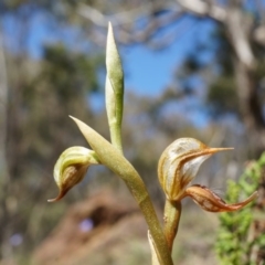 Oligochaetochilus hamatus (Southern Hooked Rustyhood) at P11 - 18 Oct 2014 by AaronClausen