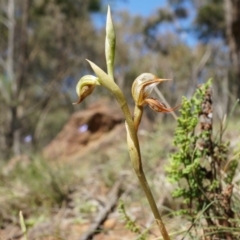 Oligochaetochilus hamatus at Canberra Central, ACT - suppressed