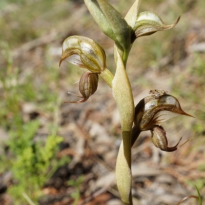 Oligochaetochilus hamatus (Southern Hooked Rustyhood) at P11 - 18 Oct 2014 by AaronClausen