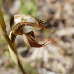 Oligochaetochilus hamatus at Canberra Central, ACT - suppressed