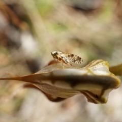 Oligochaetochilus hamatus at Canberra Central, ACT - suppressed