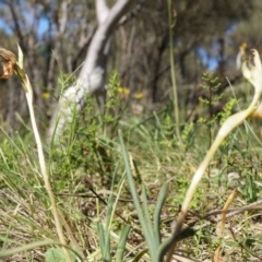 Oligochaetochilus hamatus (Southern Hooked Rustyhood) at Canberra Central, ACT - 18 Oct 2014 by AaronClausen