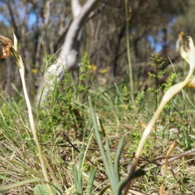 Oligochaetochilus hamatus (Southern Hooked Rustyhood) at P11 - 18 Oct 2014 by AaronClausen