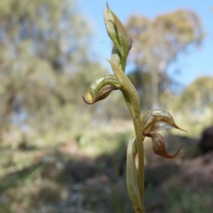 Oligochaetochilus hamatus at Canberra Central, ACT - suppressed