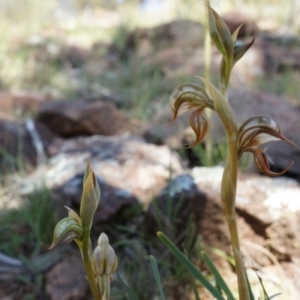 Oligochaetochilus hamatus at Canberra Central, ACT - suppressed