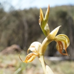 Oligochaetochilus hamatus at Canberra Central, ACT - suppressed