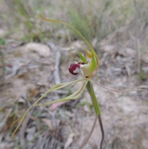 Caladenia atrovespa at Conder, ACT - 12 Oct 2014