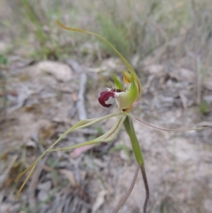 Caladenia atrovespa at Conder, ACT - suppressed