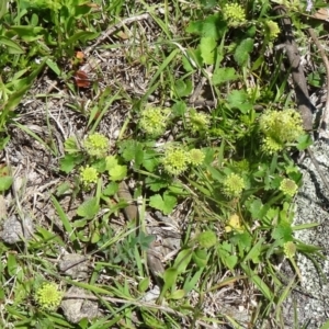 Hydrocotyle laxiflora at Paddys River, ACT - 18 Oct 2014 11:17 AM