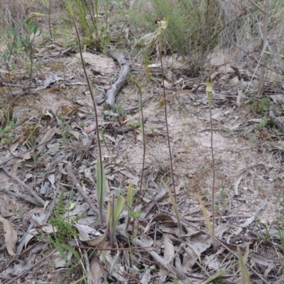 Caladenia atrovespa (Green-comb Spider Orchid) at Rob Roy Range - 12 Oct 2014 by michaelb