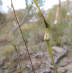 Caladenia atrovespa at Conder, ACT - suppressed