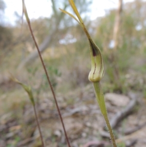 Caladenia atrovespa at Conder, ACT - 12 Oct 2014