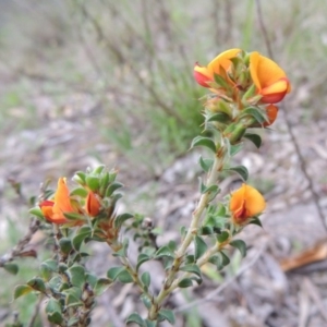 Pultenaea procumbens at Conder, ACT - 12 Oct 2014