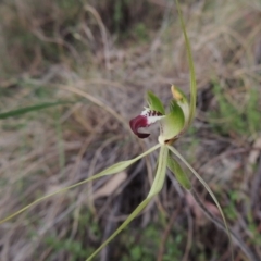 Caladenia atrovespa (Green-comb Spider Orchid) at Conder, ACT - 12 Oct 2014 by michaelb