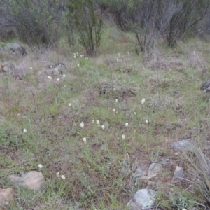 Stackhousia monogyna at Greenway, ACT - 13 Oct 2014