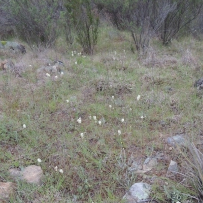 Stackhousia monogyna (Creamy Candles) at Pine Island to Point Hut - 13 Oct 2014 by michaelb