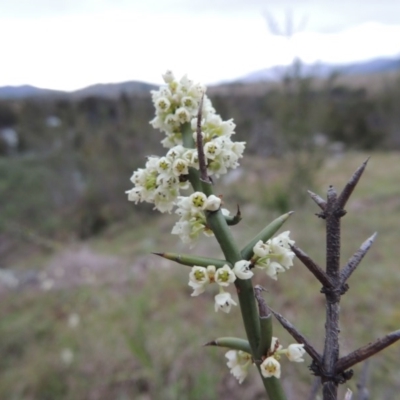 Discaria pubescens (Australian Anchor Plant) at Pine Island to Point Hut - 13 Oct 2014 by michaelb