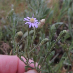 Vittadinia cuneata var. cuneata at Greenway, ACT - 13 Oct 2014