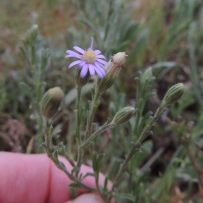 Vittadinia cuneata var. cuneata (Fuzzy New Holland Daisy) at Greenway, ACT - 13 Oct 2014 by michaelb