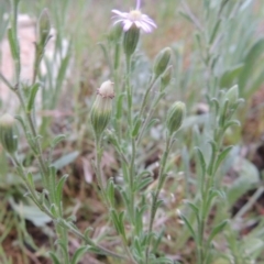 Vittadinia cuneata var. cuneata at Greenway, ACT - 13 Oct 2014