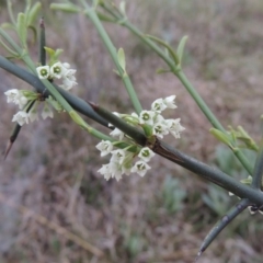 Discaria pubescens (Australian Anchor Plant) at Greenway, ACT - 13 Oct 2014 by michaelb