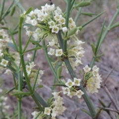 Discaria pubescens at Greenway, ACT - 13 Oct 2014 06:35 PM