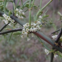 Discaria pubescens (Australian Anchor Plant) at Pine Island to Point Hut - 13 Oct 2014 by michaelb