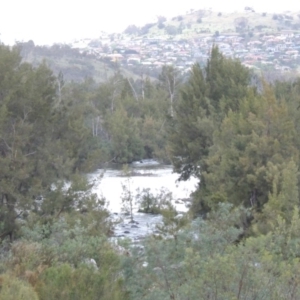 Casuarina cunninghamiana subsp. cunninghamiana at Bonython, ACT - 13 Oct 2014