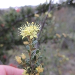 Phebalium squamulosum subsp. ozothamnoides (Alpine Phebalium, Scaly Phebalium) at Pine Island to Point Hut - 13 Oct 2014 by michaelb