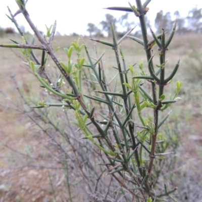 Discaria pubescens (Australian Anchor Plant) at Pine Island to Point Hut - 13 Oct 2014 by michaelb