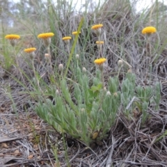 Leptorhynchos squamatus (Scaly Buttons) at Pine Island to Point Hut - 13 Oct 2014 by michaelb