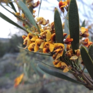 Daviesia mimosoides at Bonython, ACT - 13 Oct 2014 07:01 PM