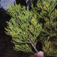 Callitris endlicheri (Black Cypress Pine) at Bonython, ACT - 13 Oct 2014 by michaelb