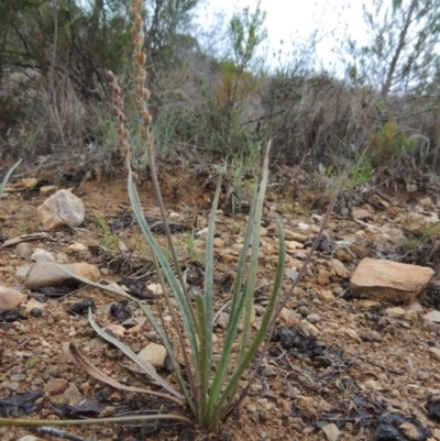 Plantago gaudichaudii (Narrow Plantain) at Pine Island to Point Hut - 13 Oct 2014 by michaelb