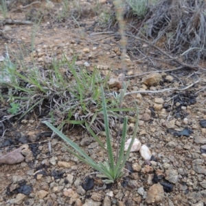 Plantago gaudichaudii at Bonython, ACT - 13 Oct 2014