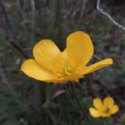 Ranunculus lappaceus (Australian Buttercup) at Rob Roy Range - 12 Oct 2014 by MichaelBedingfield