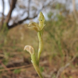 Hymenochilus cycnocephalus at Conder, ACT - suppressed