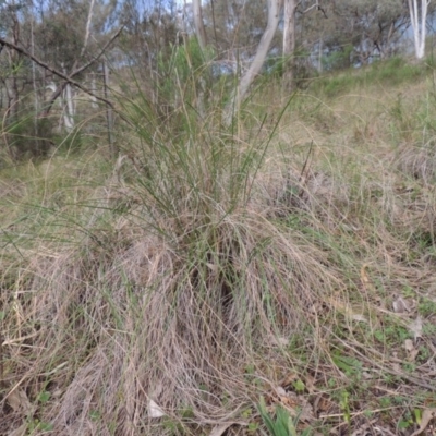 Rytidosperma pallidum (Red-anther Wallaby Grass) at Conder, ACT - 12 Oct 2014 by michaelb