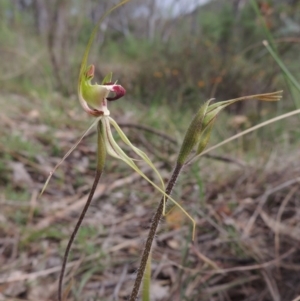 Caladenia atrovespa at Conder, ACT - suppressed