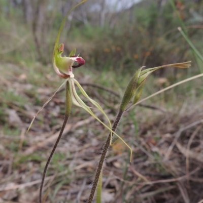 Caladenia atrovespa (Green-comb Spider Orchid) at Rob Roy Range - 12 Oct 2014 by michaelb