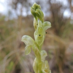 Hymenochilus cycnocephalus (Swan greenhood) - 1 Jan 1900 by MichaelBedingfield