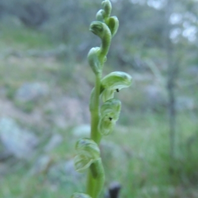 Hymenochilus cycnocephalus (Swan greenhood) at Conder, ACT - 12 Oct 2014 by michaelb