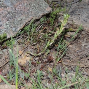 Hymenochilus sp. at Conder, ACT - 12 Oct 2014